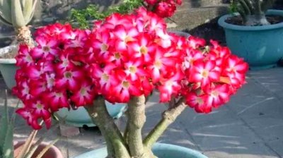 沙漠玫瑰什么时候开花 沙漠玫瑰的开花时间是什么时候？