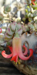 达摩福娘什么季节开花 达摩福娘什么时候开花？