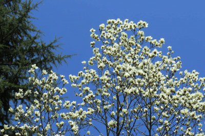 白兰花什么季节开花 白兰花在哪个季节开花？
