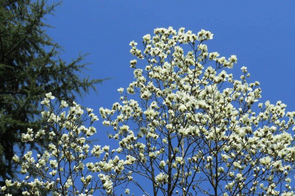 白兰花什么季节开花