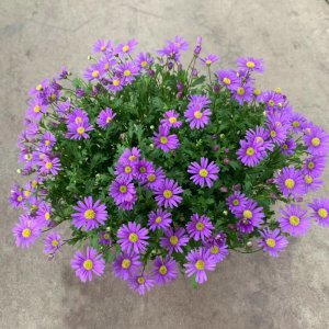 雏菊什么季节开花 雏菊何时开花？
雏菊开花的季节是？