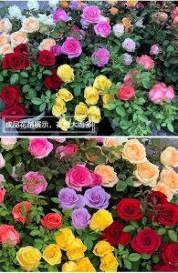 玫瑰花什么季节开花 季节性开花的玫瑰花
玫瑰花何时开放