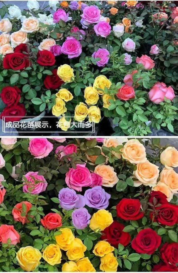 玫瑰花什么季节开花