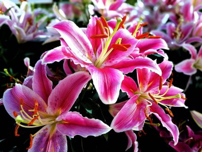 百合花什么季节开花 百合花在何季开放？