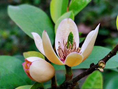 含笑花什么季节开花 含笑花哪个季节盛开？