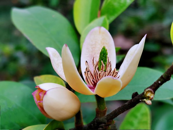 含笑花什么季节开花