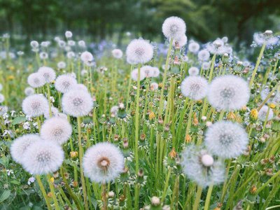 蒲公英什么季节开花 蒲公英开花的季节是什么时候？