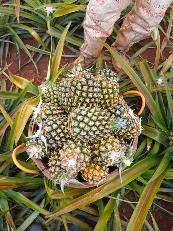 凤梨什么季节成熟