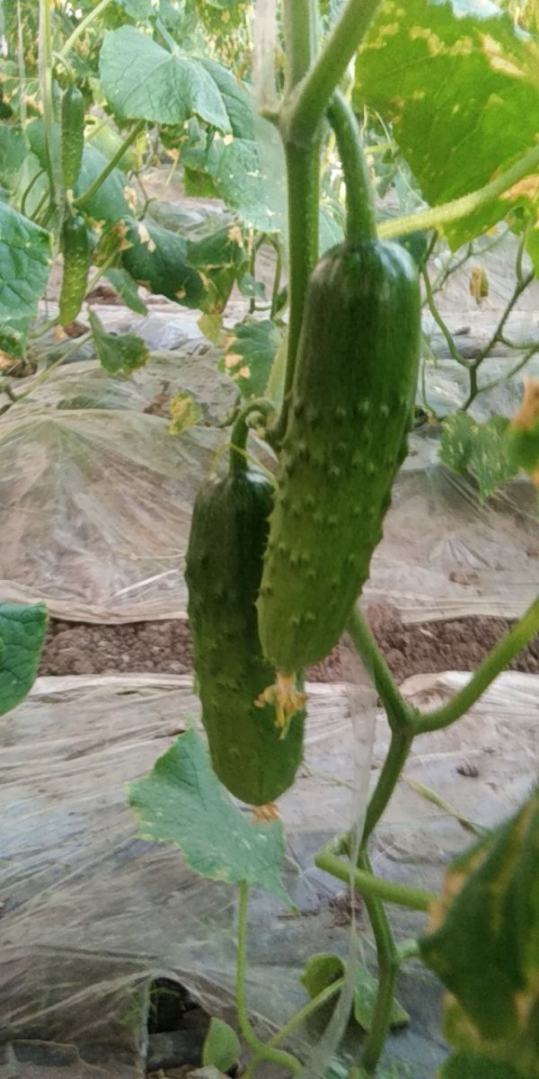 黄瓜什么季节成熟