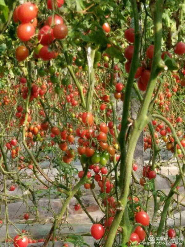 圣女果什么季节成熟