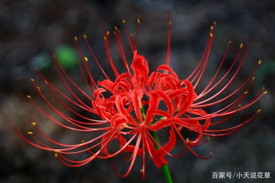 彼岸花什么季节开花 彼岸花在什么季节绽放、彼岸花何时开放