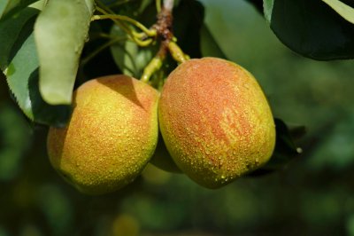 香梨什么季节成熟 季节成熟的香梨是什么时候
香梨何时成熟