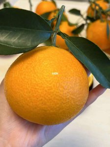 果冻橙什么季节成熟上市