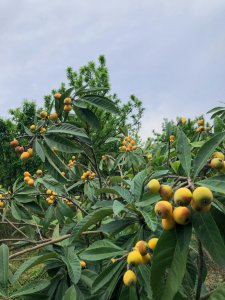 枇杷什么季节成熟 季节是枇杷成熟的时候
枇杷何时成熟