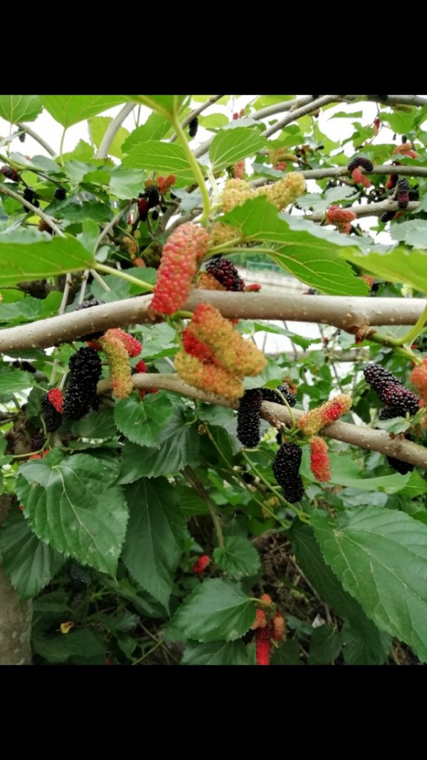 桑葚什么季节成熟