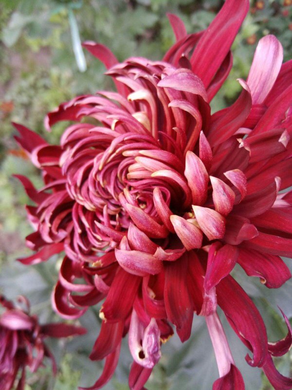 秋菊什么季节开花