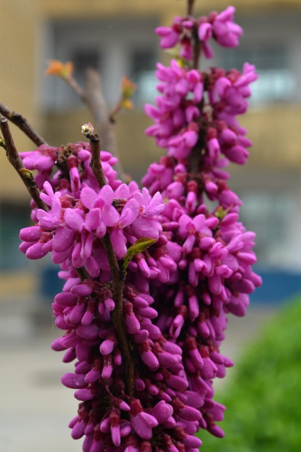 紫荆花什么季节开花