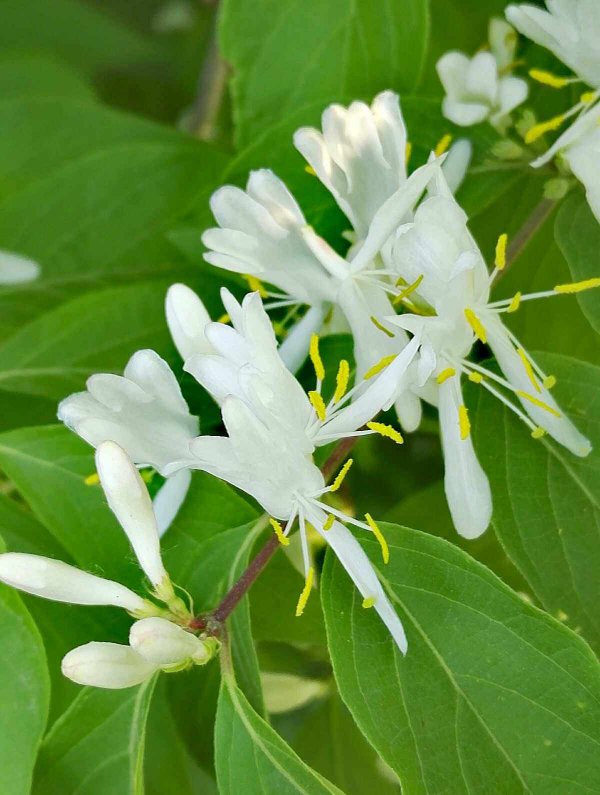 金银花什么季节开花
