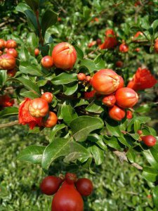 石榴树什么季节开花结果