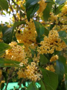 桂花什么季节开花 以何季节桂花开放？桂花何时开花？