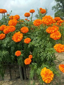 万寿菊什么季节开花 什么时候是万寿菊开花的季节？