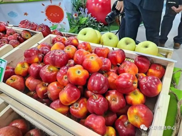 韩国盛产什么水果有名