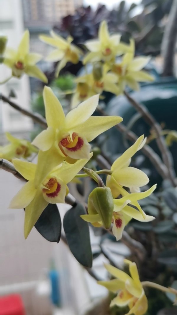 石斛兰什么季节开花