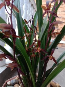 墨兰什么季节开花 墨兰花季节是什么时候？