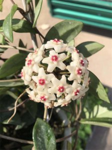 球兰花何时开放？ 球兰什么季节开花