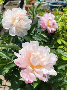 芍药花何时盛开？ 芍药花什么季节开花