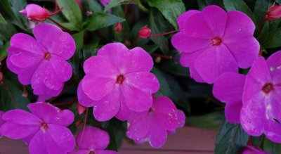 凤仙什么季节开花 凤仙花的花期是什么时候？