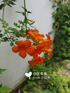 凌霄花什么季节开花 凌霄花的花期是什么时候？