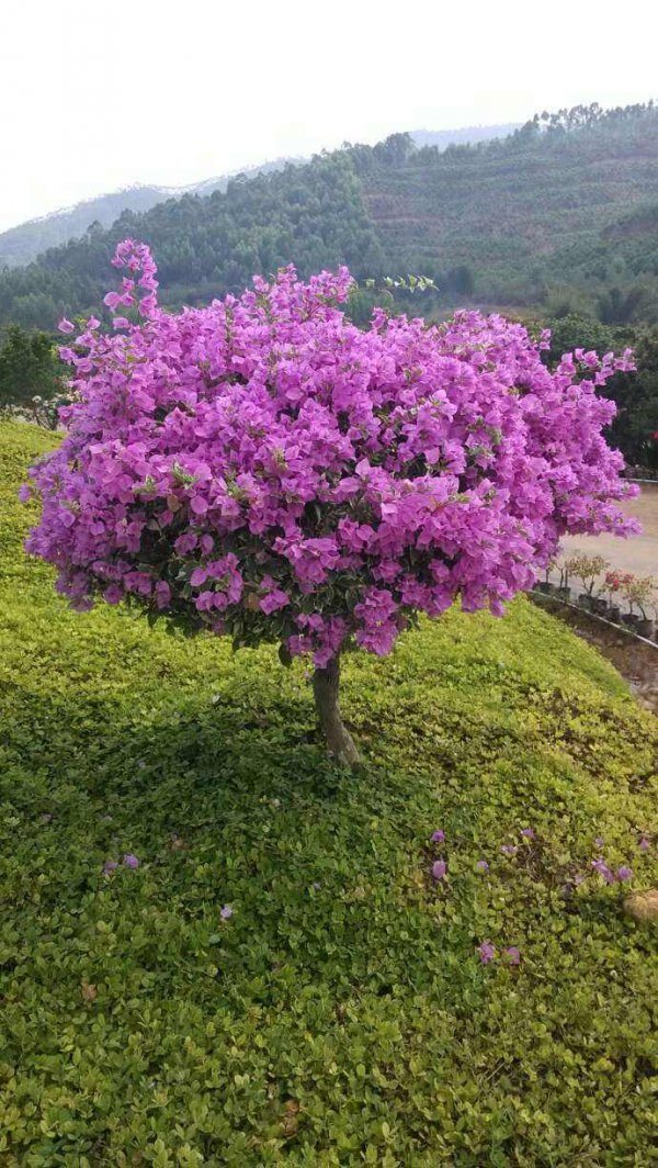 三角梅是乔木还是灌木植物