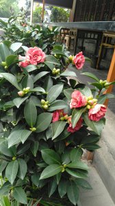 茶花什么季节开花 在什么时候会开花