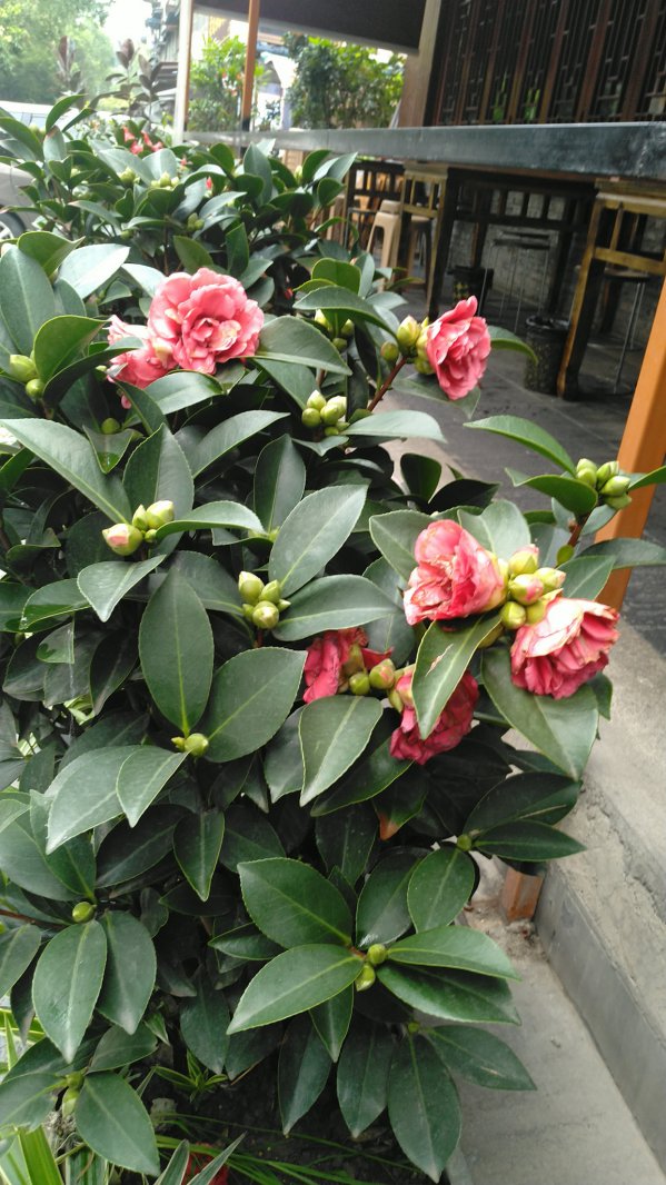 茶花什么季节开花 在什么时候会开花