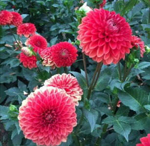 大丽花什么季节开花 在几月份会开花