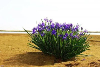 马兰花什么季节开花 一年开几次花