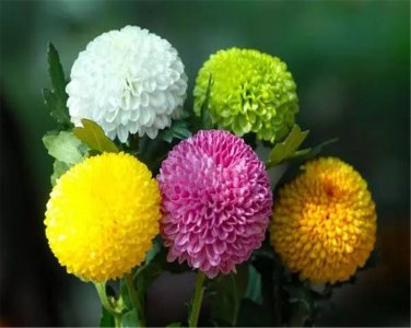 菊花什么季节开花 开花时间与花期月份