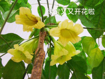 绿宝开花是什么样子的 开花是什么好兆头