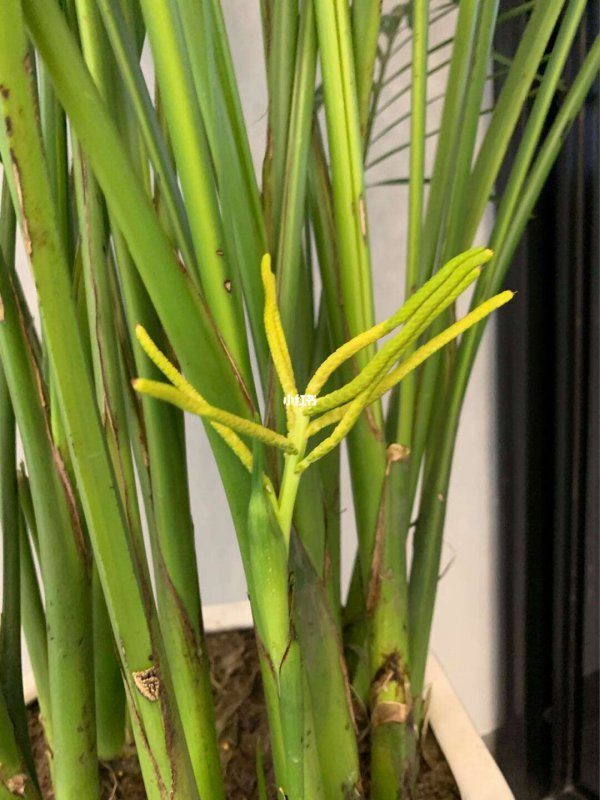 散尾葵开花是什么样子 开花是什么兆头