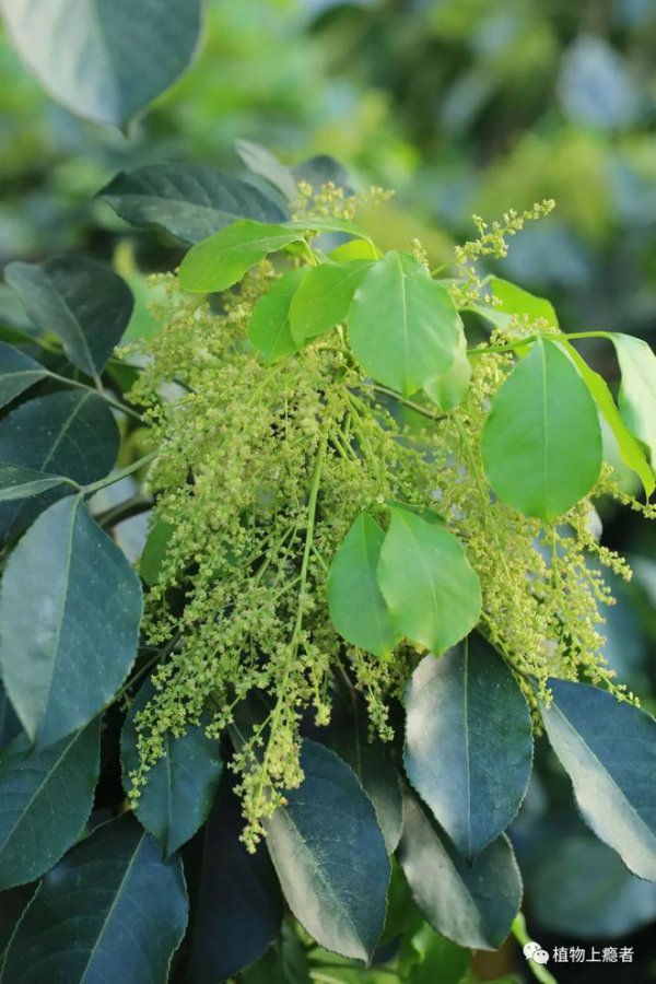 枫树开花是什么样子 在什么季节会开花