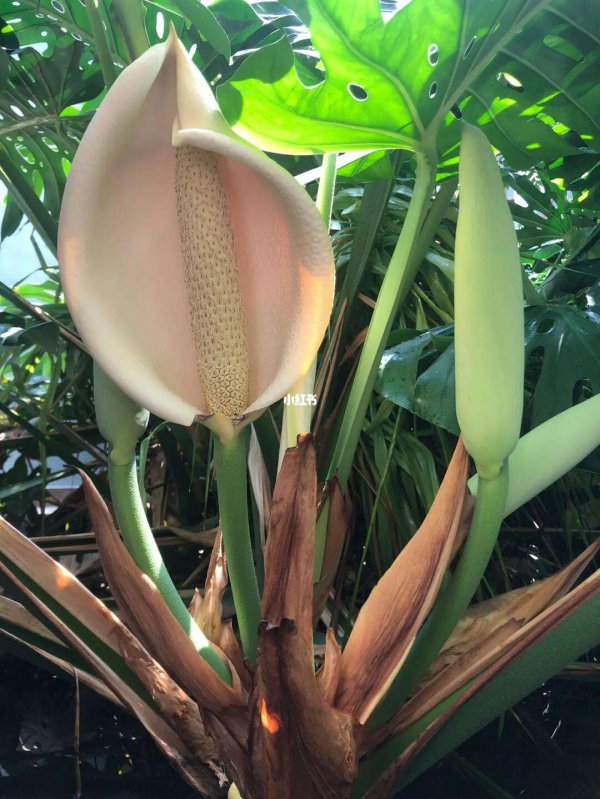 龟背竹开花是什么样子的 开花意味着什么