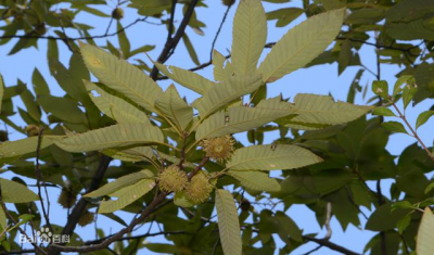 栓木是什么树 属于壳斗科的开花植物