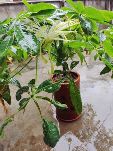 招财树开花是什么样子的 开花是什么预兆