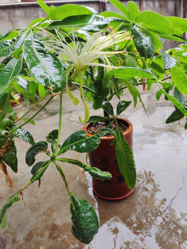 招财树开花是什么样子的 开花是什么预兆