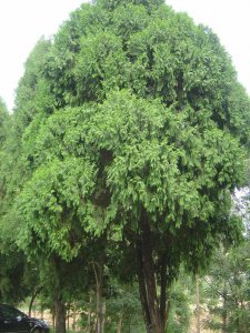 柏木是什么树 属于什么植物种类