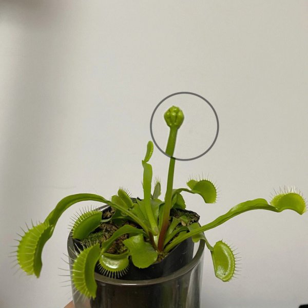 捕蝇草开花是什么样子的 开花图片欣赏