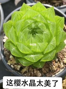 樱水晶开花是什么样子 图片