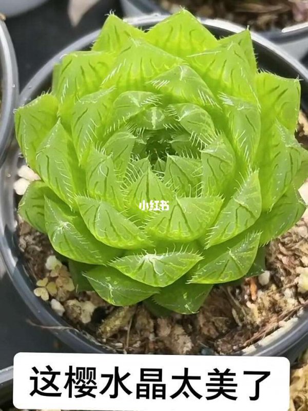 樱水晶开花是什么样子 开花的花语