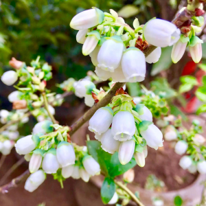 蓝莓开花是什么样子的 开花是什么颜色